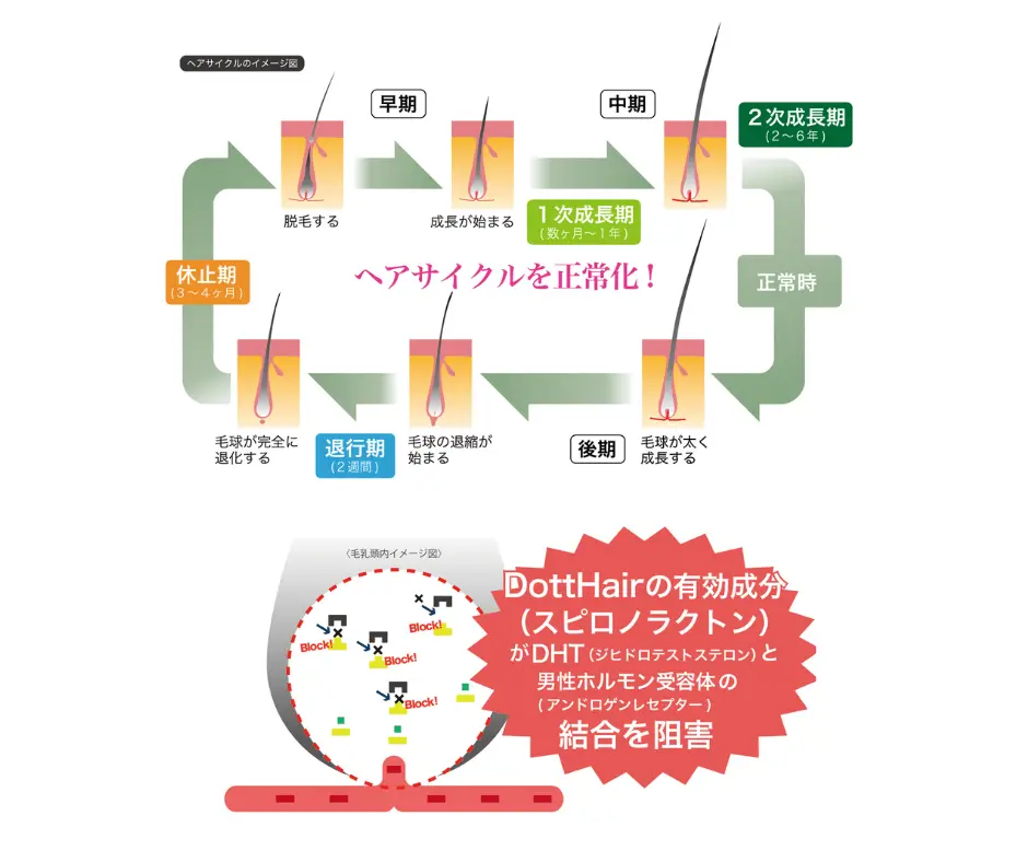 抜け毛を防ぎ育毛をサポートする理由